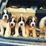 Petlink.ng