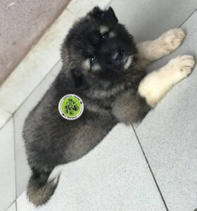 Capital Farms & Kennels